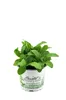 Enseleits 2x Borretsch,Borago officinalis,Gurkenkraut, Produktbild-Vorschau 2