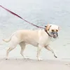 A dog wearing a muzzle and collar on a beach. Podgląd zdjęcia produktu