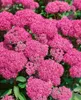 Sedum spectabile 'Carl', Fetthenne, rosa Blüten, ca. 11x11 Produktbild-Vorschau 5