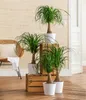 Several potted plants are arranged on wooden crates and a chair in a room with a textured wall. Produktbild-Vorschau
