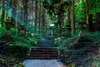 Muralo XXL Vlies FOTOTAPETE Natur TREPPE Wald (B) 180 cm x Produktbild-Vorschau 2