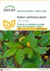 SAFLAX - koření vavřínový strom - Laurus nobilis - 6 Semena Náhled obrázku produktu 1