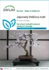 SAFLAX - Japonský třešňový květ - Prunus serulata - 30 Náhled obrázku produktu 1
