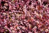 Stauden Gänge 1 x Acaena inermis 'Purpurea' - Purpur Produktbild-Vorschau 3