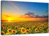Obraz na plátne slnečnicová lúka pri západe slnka 60x40 cm Náhľad obrázku produktu 1