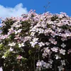 Green boutiQ - Klimplant - Clematis montana Rubens - Bloem Voir les images du produit 5