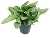 Mondschein-Efeutute - Scindapsus pictus 'Moonlight' - 12cm Produktbild-Vorschau 1