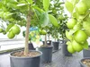 echte Caipi Limette Caipirinha Limettenbaum Citrus Lime 70 Produktbild-Vorschau 6