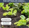 Seedlings growing in dark soil, with text overlays. Produktbild-Vorschau