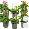 Bloomique - 6er-Mix - Pelargonium Peltatum - Hängende Produktbild-Vorschau 2