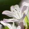 Bloomique - 3er-Set - Rhododendron - Lila, Rosa, Weiß - Produktbild-Vorschau 6