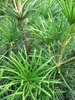 Sciadopitys verticillata Big Green - japanische Schirmtanne Produktbild-Vorschau 2