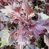 Shiso rosso (Perilla frutescens var. crispa f. purpurea)  - Anteprima dell’immagine prodotto 1