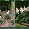 Stauden Gänge 1 x Astilbe japonica 'Deutschland' im 0,5 Produktbild-Vorschau 4