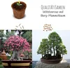 Kit di partenza per bonsai con eBook  - set di vasi di Anteprima dell’immagine prodotto 4