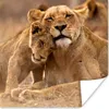 MuchoWow® Poster Löwe - Wilde Tiere - Jungtier 75x75 cm - Produktbild-Vorschau 1