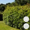 Bloomique - Lot de 2 - Laurus Nobilis - Laurier-sauce - Voir les images du produit 2