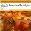 SAFLAX - Garden in the bag - American Sweetgum - 100 Podgląd zdjęcia produktu 10