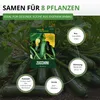 Zucchini Black Beauty Samen - Cucurbita pepo - Produktbild-Vorschau 3
