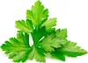 Click & Grow Cilantro/Coriander, Roślina jadalna, Kolendra, Podgląd zdjęcia produktu 1