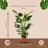 Trendyplants - Strelitzia Nicolai - Rajský pták - pokojová Náhled obrázku produktu 4
