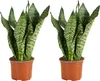 Bloomique - 2er Set - Sansevieria Zeylanica - Bogenhanf - Produktbild-Vorschau 1