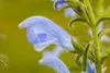 Salvia pratensis, Wiesensalbei, violett, ca. 9x9 cm Topf Produktbild-Vorschau 1