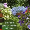 Substral Dünger-Stäbchen für Blühpflanzen - 60 Stück Produktbild-Vorschau 6