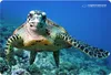 A sea turtle swimming underwater near coral. Produktbild-Vorschau