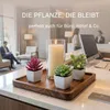 Kleine künstliche Sukkulenten im Keramiktopf 12er Set, Produktbild-Vorschau 10