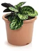 Prosperplast PLASTICA vaso da fiori in terracotta 20 cm Anteprima dell’immagine prodotto 8