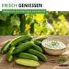Mini Snackgurke Salamanda F1 Samen - Cucumis sativus - Produktbild-Vorschau 7