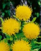 Großkopf-Flockenblume, im Topf - Centaurea macrocephala Produktbild-Vorschau 3