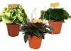 Peperomia 3er Set Náhled obrázku produktu 1