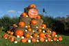SAFLAX  - Zucca gigante  - 7 semi - Cucurbita Anteprima dell’immagine prodotto 4