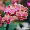 Orchidea Tekuté Hnojivo 10 L – 3-4-3 NPK – Pro Orchidey – Náhled obrázku produktu 5