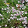 6 ks: Astry 'Horizontalis' (Aster lateriflorus Náhľad obrázku produktu 1
