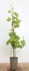Vitis vinifera 'Isabella', Weinrebe, 80–100 cm, dunkelblau Produktbild-Vorschau 1