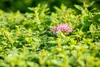 Spiraea japonica 'Little Princess', Zwerg-Spiere, rosa, Produktbild-Vorschau 6