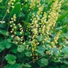 Tellima grandiflora, Falsche Alraunwurzel, ca. 9x9 cm Topf Produktbild-Vorschau 4