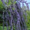 2 x motýlí ker - Buddleja alternifolia | 40-60 cm v nádobe Náhľad obrázku produktu 2
