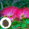 Semena Albizia Julibrissin Rosea - balení 5 ks - Exotická Náhled obrázku produktu 1