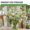 Stauden-Schleierkraut weiß Samen - Gypsophila paniculata - Produktbild-Vorschau 6