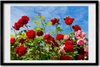 Bild 60x40 MDF-Rahmen, Wandkunst wilde Rosen Produktbild-Vorschau 1