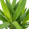 Bloomique - Yucca Elephantipes - Palma Yucca - Palma giglio Anteprima dell’immagine prodotto 5