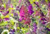Buddleja davidii 'Royal Red', Schmetterlingsflieder, rot, Produktbild-Vorschau 9