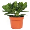 Crassula portulacea - Geldbaum - große Pflanze im 12cm Topf Produktbild-Vorschau 2
