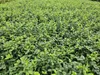 Euonymus fort. 'Minimus' | 6 stuks - 10-25cm - Ø9cm - Productafbeelding-voorbeeld 6