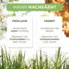 Premium Rasensamen Nachsaat schnellkeimend 2,5kg=75-100m² Produktbild-Vorschau 5