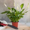 Produktion Blumentopf P24 7L Runder Samentopf Mit Rand Produktbild-Vorschau 12
